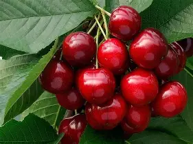 Cherry - Red